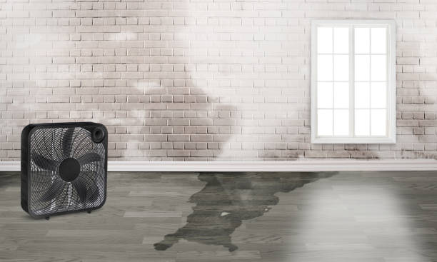 Best Professional water damage repair  in Fort Carson, CO